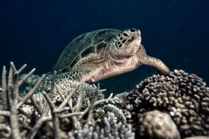 Unterwasser Tier Fotografie von einer Schildkröte. Fotokunst und Bilder online kaufen. Wandbild hinter Acrylglas oder als Poster