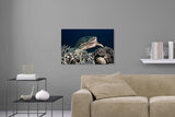 Aufgehängte Unterwasser Tier Fotografie von einer Schildkröte. Fotokunst und Bilder online kaufen. Wandbild hinter Acrylglas oder als Poster