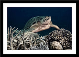 Unterwasser Tier Fotografie von einer Schildkröte. Fotokunst und Bilder online kaufen. Wandbild im Rahmen