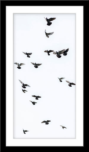 Schwarz-Weiß Tier Fotografie von fliegenden Tauben im Hochformat. Fotokunst und Bilder online kaufen. Wandbild im Rahmen