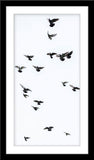 Schwarz-Weiß Tier Fotografie von fliegenden Tauben im Hochformat. Fotokunst und Bilder online kaufen. Wandbild im Rahmen