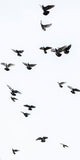 Schwarz-Weiß Tier Fotografie von fliegenden Tauben im Hochformat. Fotokunst und Bilder online kaufen. Wandbild hinter Acrylglas oder als Poster