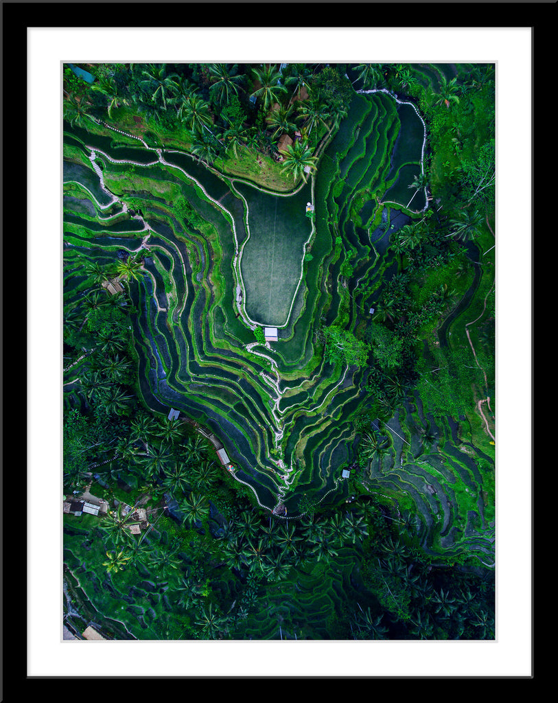 Natur Fotografie der Reisterrassen von Tegallalang von oben. Fotokunst und Bilder online kaufen. Wandbild im Rahmen