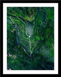 Natur Fotografie der Reisterrassen von Tegallalang von oben. Fotokunst und Bilder online kaufen. Wandbild im Rahmen