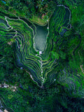 Natur Fotografie der Reisterrassen von Tegallalang von oben. Fotokunst und Bilder online kaufen. Wandbild hinter Acrylglas oder als Poster