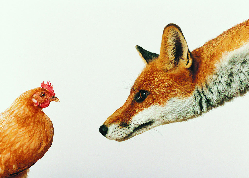 Tier Fotografie von einem neugierigen Fuchs und einem Huhn. Fotokunst und Bilder online kaufen. Wandbild hinter Acrylglas oder als Poster
