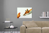 Aufgehängte Tier Fotografie von einem neugierigen Fuchs und einem Huhn. Fotokunst und Bilder online kaufen. Wandbild hinter Acrylglas oder als Poster