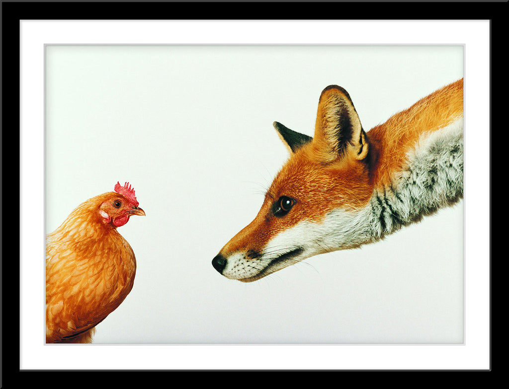 Tier Fotografie von einem neugierigen Fuchs und einem Huhn. Fotokunst und Bilder online kaufen. Wandbild im Rahmen