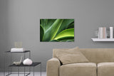 Aufgehängte Natur Fotografie von einer grünen Pflanze. Fotokunst und Bilder online kaufen. Wandbild hinter Acrylglas oder als Poster