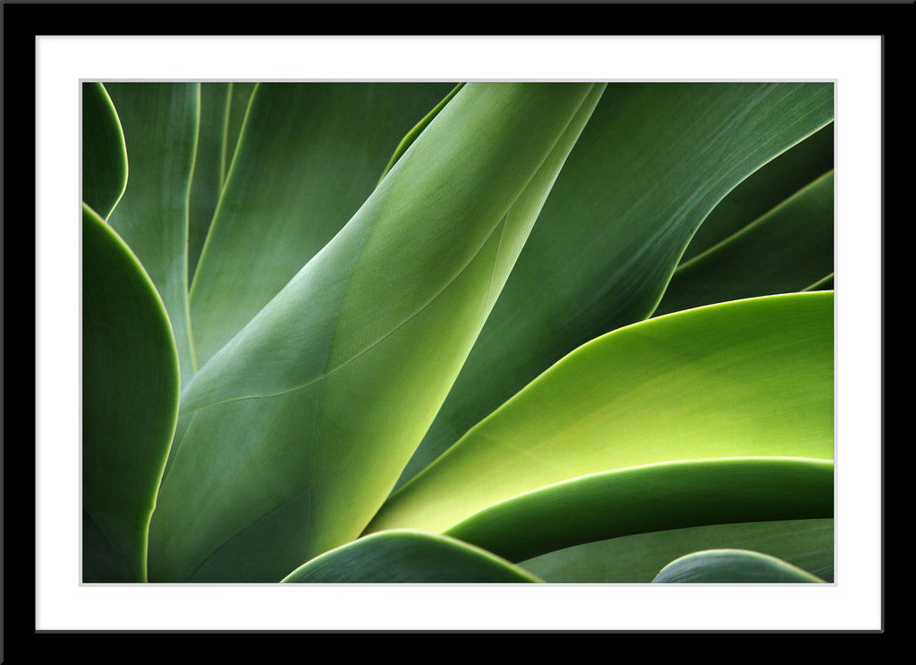 Natur Fotografie von einer grünen Pflanze. Fotokunst und Bilder online kaufen. Wandbild im Rahmen