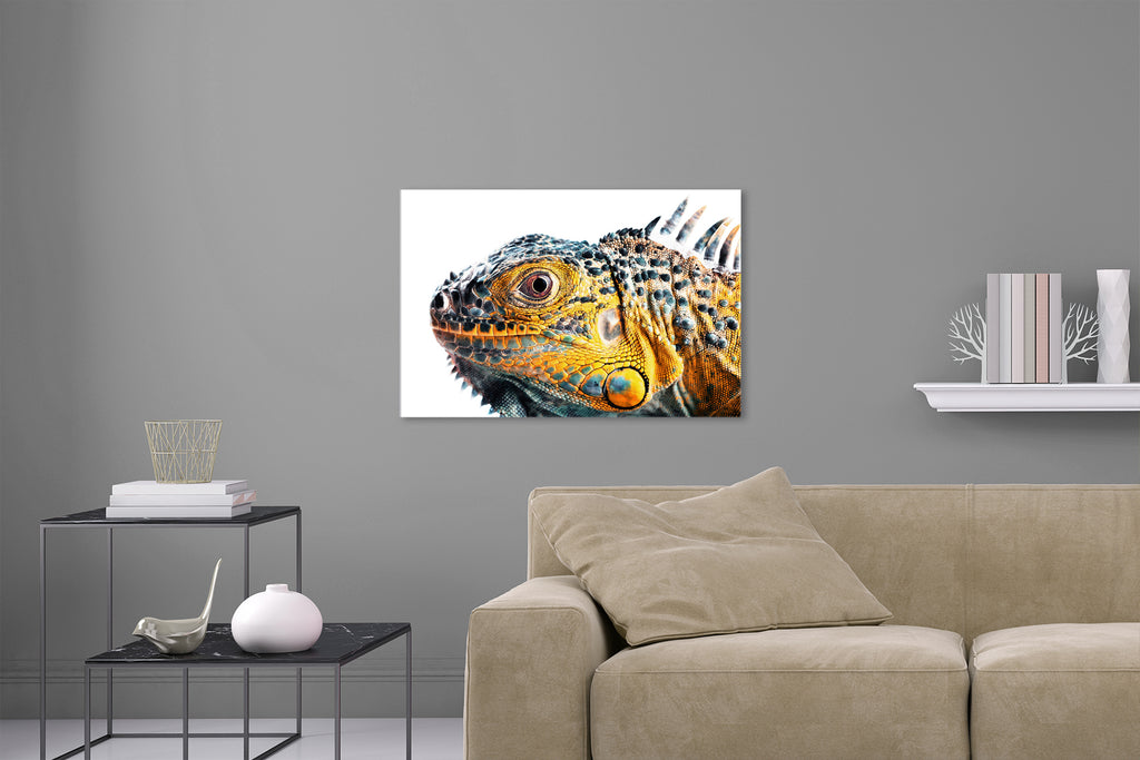 Aufgehängte Tier Fotografie von einem gelben Leguan vor weißem Hintergrund. Fotokunst und Bilder online kaufen. Wandbild hinter Acrylglas oder als Poster