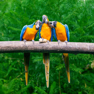 Tier Fotografie von drei gelben Papageien mit blauen Flügeln auf einem Baum. Fotokunst und Bilder online kaufen. Wandbild hinter Acrylglas oder als Poster
