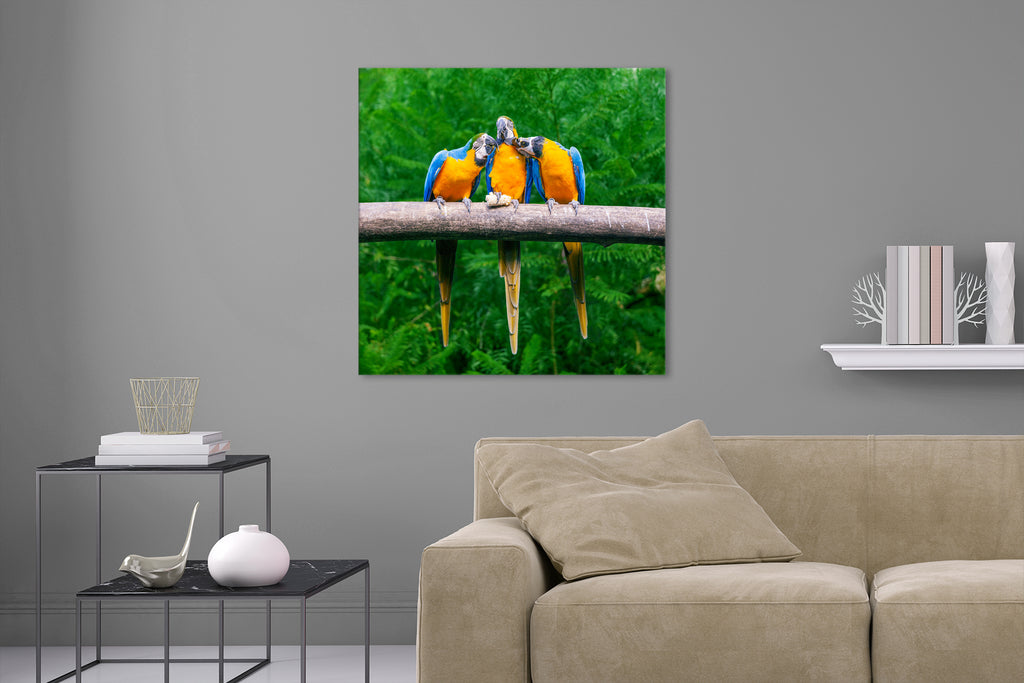 Aufgehängte Tier Fotografie von drei gelben Papageien mit blauen Flügeln auf einem Baum. Fotokunst und Bilder online kaufen. Wandbild hinter Acrylglas oder als Poster