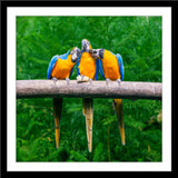 Tier Fotografie von drei gelben Papageien mit blauen Flügeln auf einem Baum. Fotokunst und Bilder online kaufen. Wandbild im Rahmen