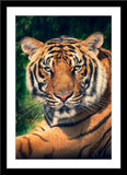 Tier Fotografie von einem liegenden Tiger im Hochformat. Fotokunst und Bilder online kaufen. Wandbild im Rahmen