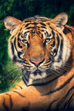Tier Fotografie von einem liegenden Tiger im Hochformat. Fotokunst und Bilder online kaufen. Wandbild hinter Acrylglas oder als Poster