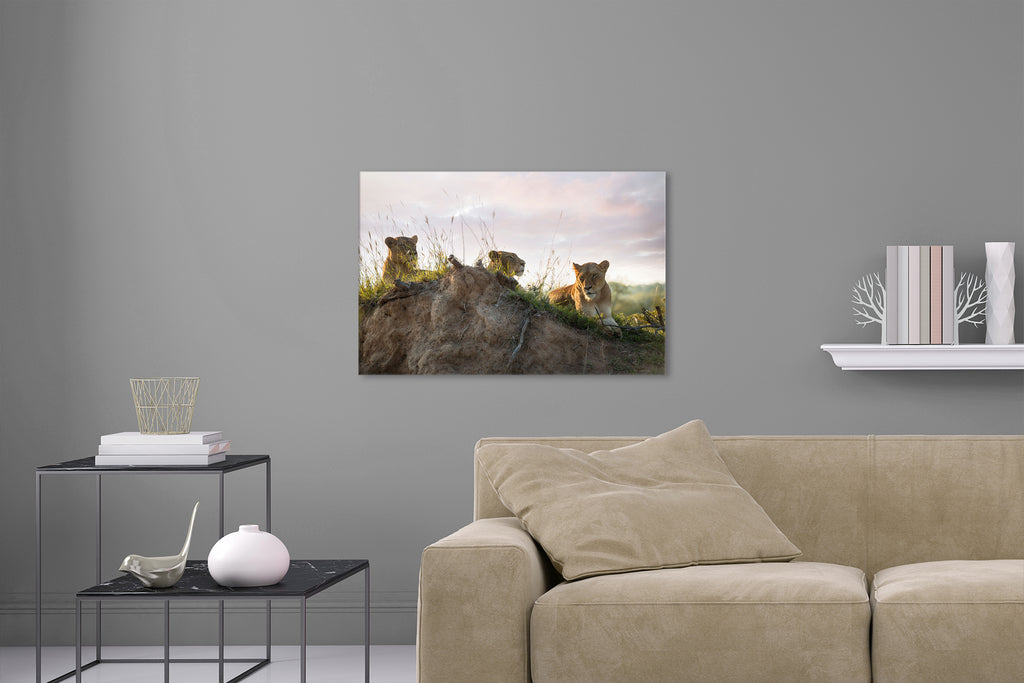 Aufgehängte Tier Fotografie von drei Lawinen die auf einem Hügel liegen. Fotokunst und Bilder online kaufen. Wandbild hinter Acrylglas oder als Poster
