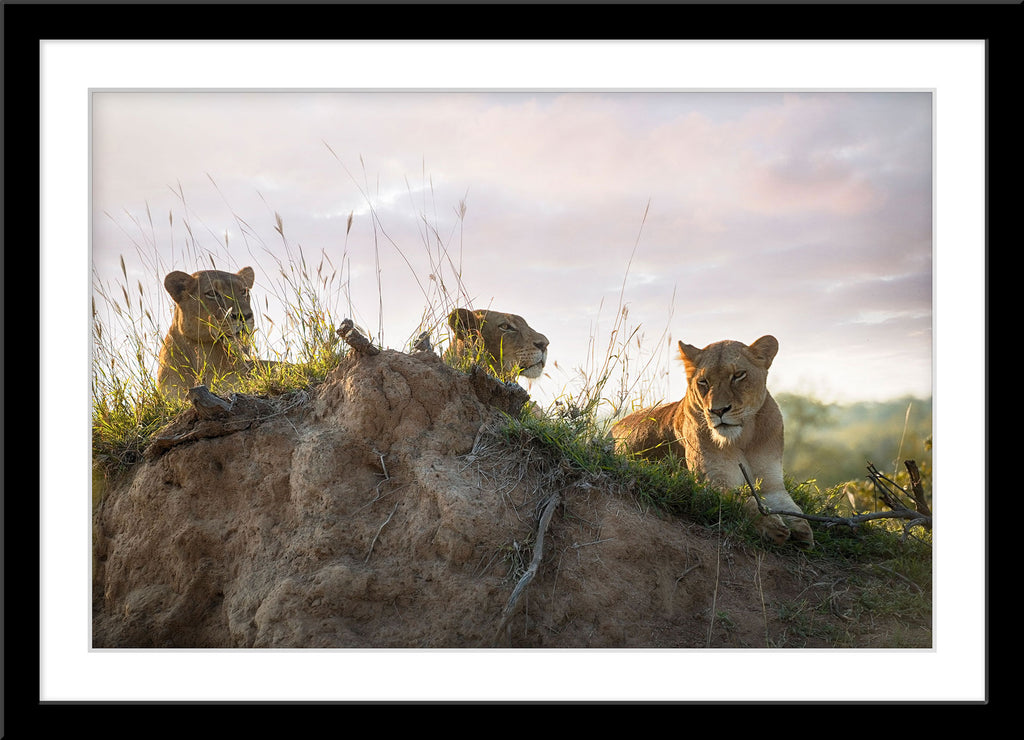 Tier Fotografie von drei Lawinen die auf einem Hügel liegen. Fotokunst und Bilder online kaufen. Wandbild im Rahmen