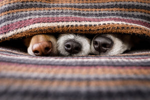 Tier Fotografie von drei süßen Hundeschnauzen die unter einer Decker hervor schauen. Fotokunst und Bilder online kaufen. Wandbild hinter Acrylglas oder als Poster