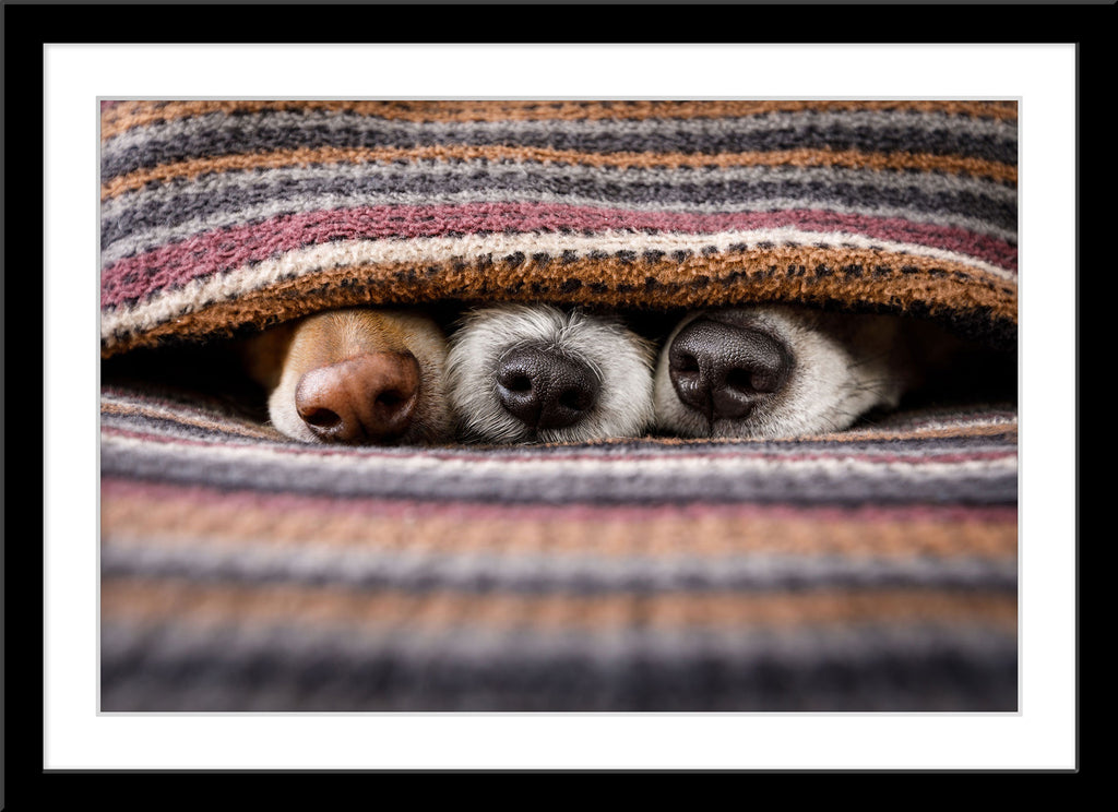 Tier Fotografie von drei süßen Hundeschnauzen die unter einer Decker hervor schauen. Fotokunst und Bilder online kaufen. Wandbild im Rahmen