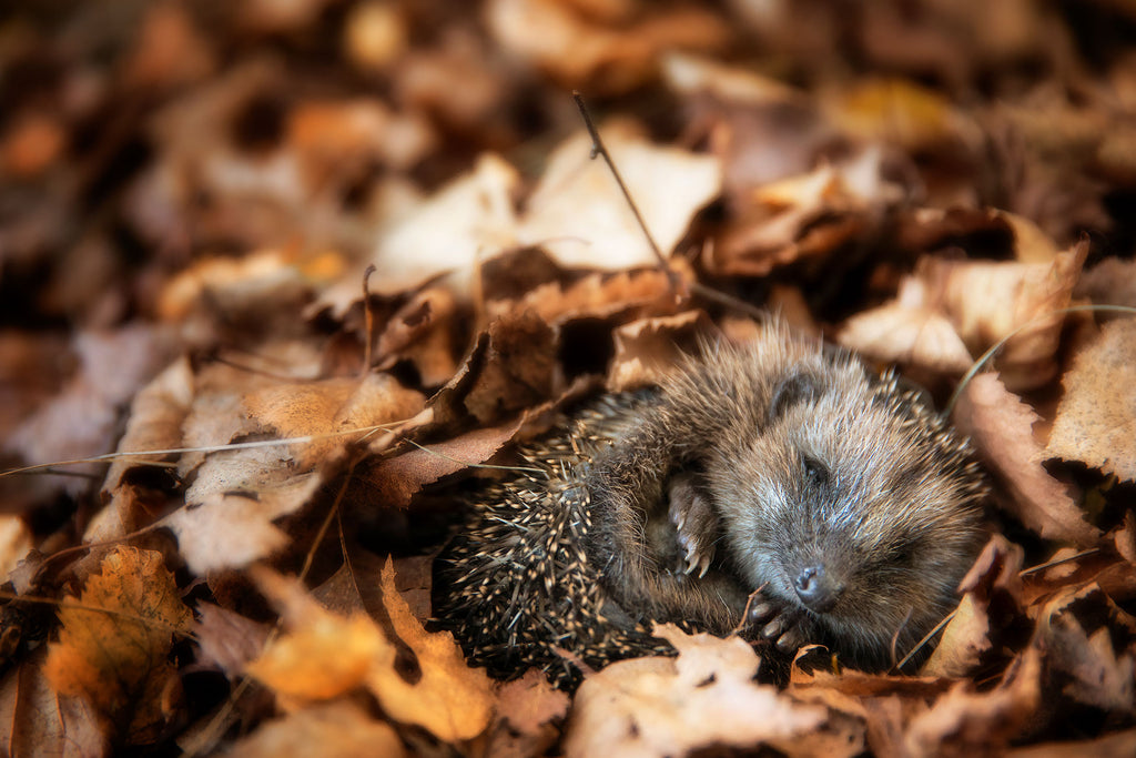 Tier Fotografie von einem Igel der im Herbst Laub schläft. Fotokunst und Bilder online kaufen. Wandbild hinter Acrylglas oder als Poster