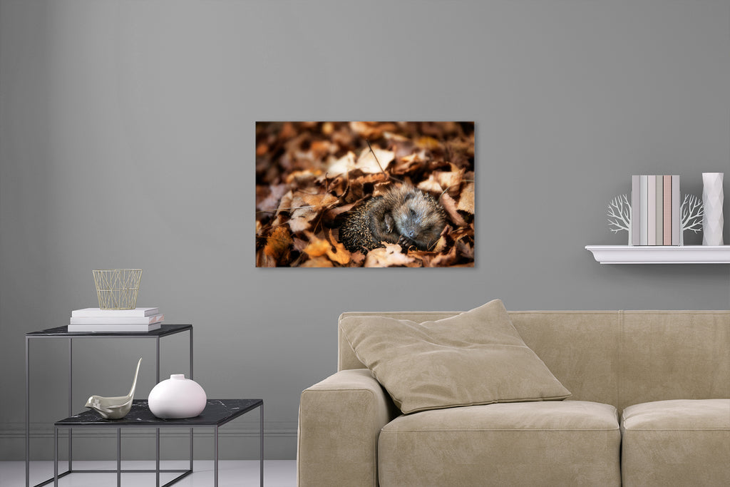Aufgehängte Tier Fotografie von einem Igel der im Herbst Laub schläft. Fotokunst und Bilder online kaufen. Wandbild hinter Acrylglas oder als Poster