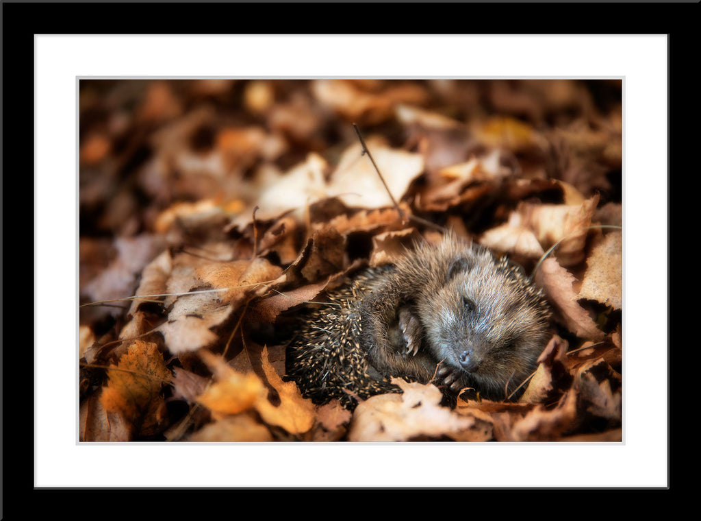 Tier Fotografie von einem Igel der im Herbst Laub schläft. Fotokunst und Bilder online kaufen. Wandbild im Rahmen