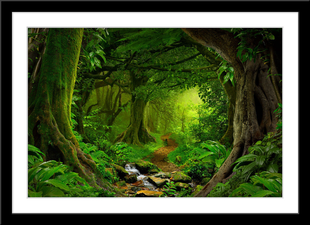 Natur Fotografie von einem dichten grünen Wald mit Fluss und einem Weg. Fotokunst und Bilder online kaufen. Wandbild im Rahmen