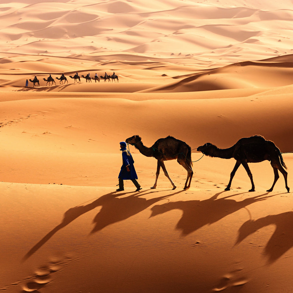 People Tier Landschafts Fotografie von einem Tuareg und seinen Kamelen in der Wüste im quadratischen Format. Fotokunst und Bilder online kaufen. Wandbild hinter Acrylglas oder als Poster