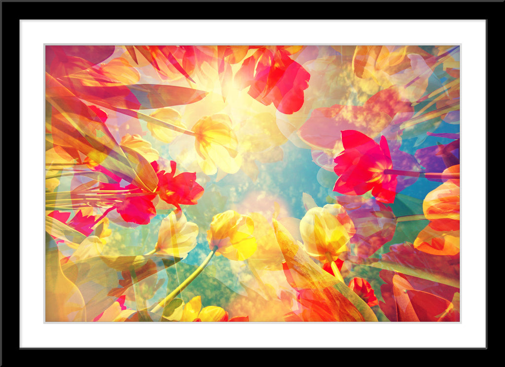 Abstrakte Natur Blumen Fotografie von Tulpen mit Blick in den Himmel. Fotokunst und Bilder online kaufen. Wandbild im Rahmen