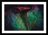 Natur Fotografie von den Adern eines Blattes im Querformat. Fotokunst und Bilder online kaufen. Wandbild im Rahmen