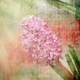 Natur Fotografie von einer Blume Blüte im Vintage Look. Fotokunst und Bilder online kaufen. Wandbild hinter Acrylglas oder als Poster