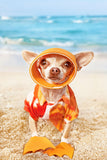 Tier Fotografie von einem kleinen Hund Chihuahua mit Taucher Outfit am Stand im Hochformat. Fotokunst und Bilder online kaufen. Wandbild hinter Acrylglas oder als Poster
