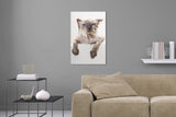 Aufgehängte Tier Fotografie von einer unglücklichen nassen, gewaschenen Katze in der Badewanne im Hochformat. Fotokunst und Bilder online kaufen. Wandbild hinter Acrylglas oder als Poster