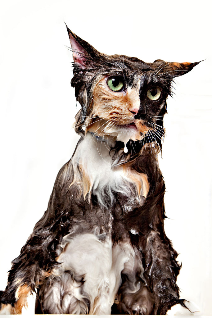 Tier Fotografie von einer unglücklichen nassen, gewaschenen Katze in der Badewanne im Hochformat. Fotokunst und Bilder online kaufen. Wandbild hinter Acrylglas oder als Poster
