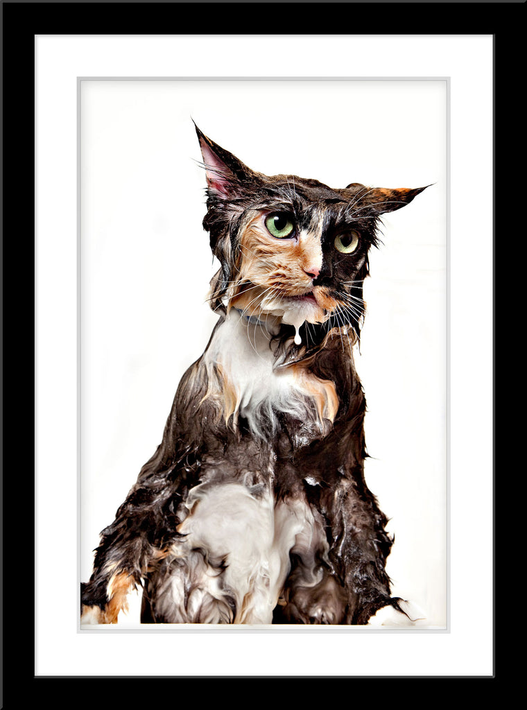 Tier Fotografie von einer unglücklichen nassen, gewaschenen Katze in der Badewanne im Hochformat. Fotokunst und Bilder online kaufen. Wandbild im Rahmen