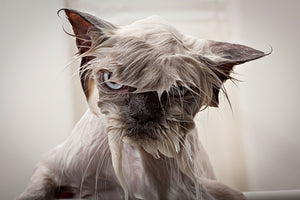 Tier Fotografie von einer unglücklichen nassen, gewaschenen Katze in der Badewanne im Querformat. Fotokunst und Bilder online kaufen. Wandbild hinter Acrylglas oder als Poster
