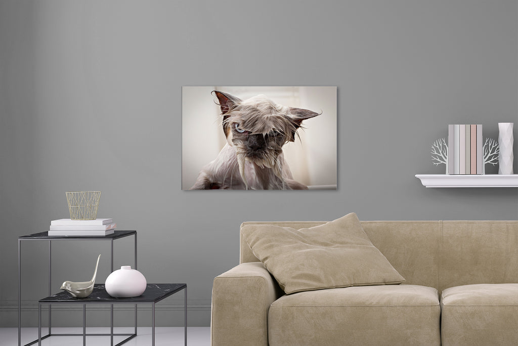Aufgehängte Tier Fotografie von einer unglücklichen nassen, gewaschenen Katze in der Badewanne im Querformat. Fotokunst und Bilder online kaufen. Wandbild hinter Acrylglas oder als Poster
