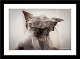 Tier Fotografie von einer unglücklichen nassen, gewaschenen Katze in der Badewanne im Querformat. Fotokunst und Bilder online kaufen. Wandbild im Rahmen