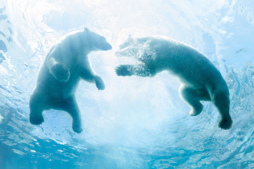 Tier Unterwasser Fotografie von zwei schwimmenden Eisbären. Fotokunst und Bilder online kaufen. Wandbild hinter Acrylglas oder als Poster