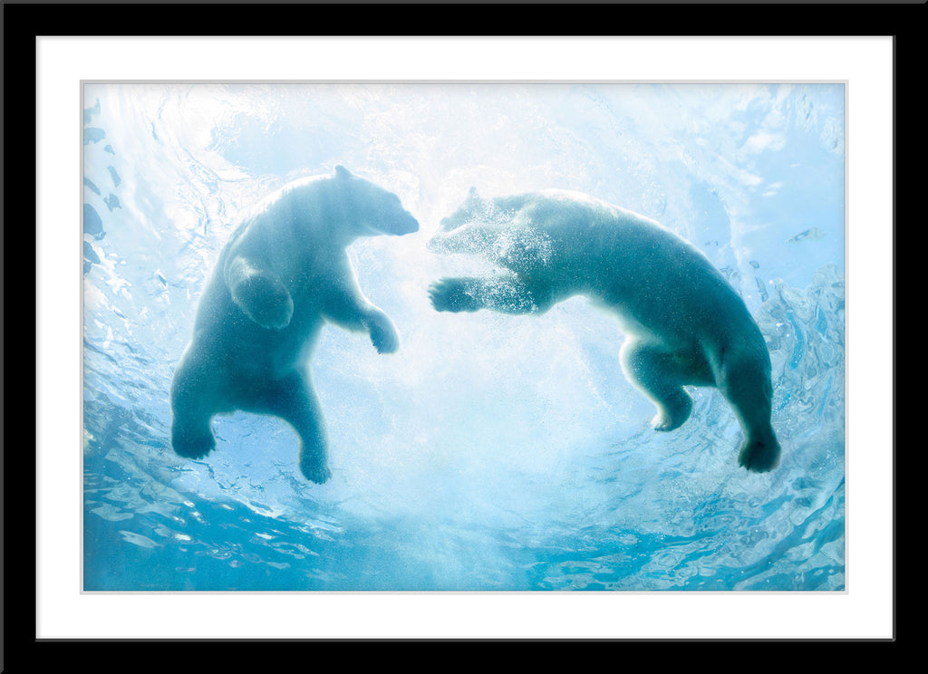 Tier Unterwasser Fotografie von zwei schwimmenden Eisbären. Fotokunst und Bilder online kaufen. Wandbild im Rahmen