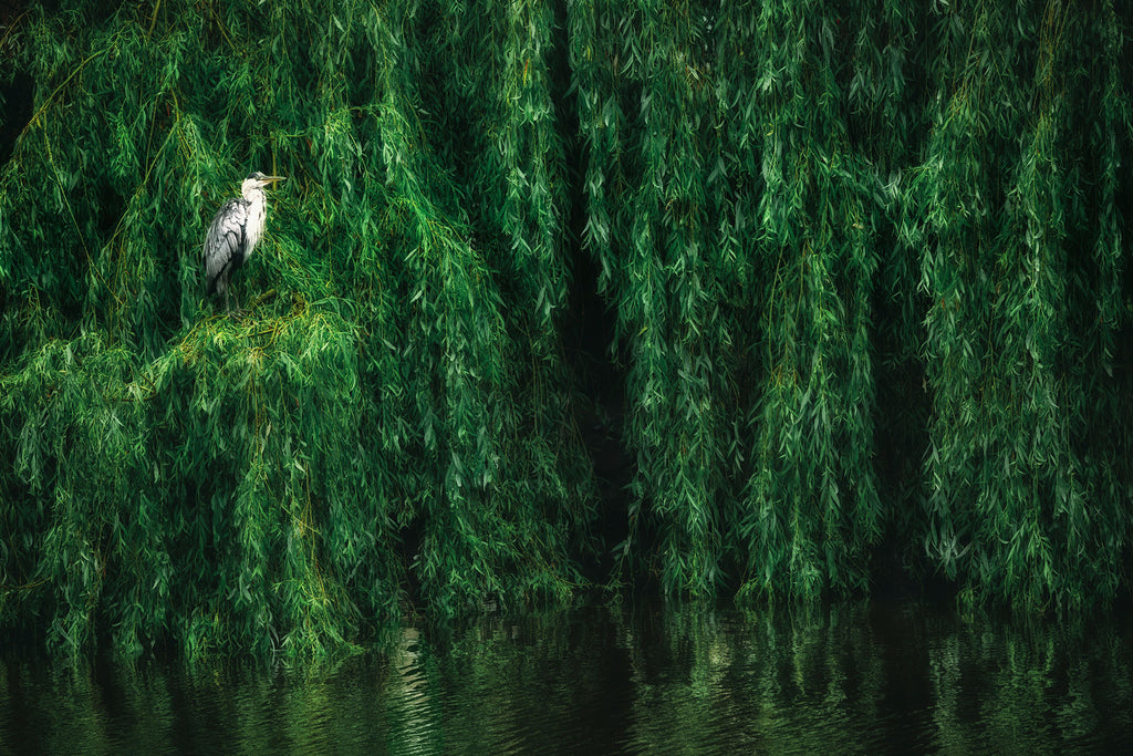 Tier Natur Fotografie von einem Storch in einer großen Weide mit Wasser. Fotokunst und Bilder online kaufen. Wandbild hinter Acrylglas oder als Poster