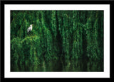 Tier Natur Fotografie von einem Storch in einer großen Weide mit Wasser. Fotokunst und Bilder online kaufen. Wandbild im Rahmen