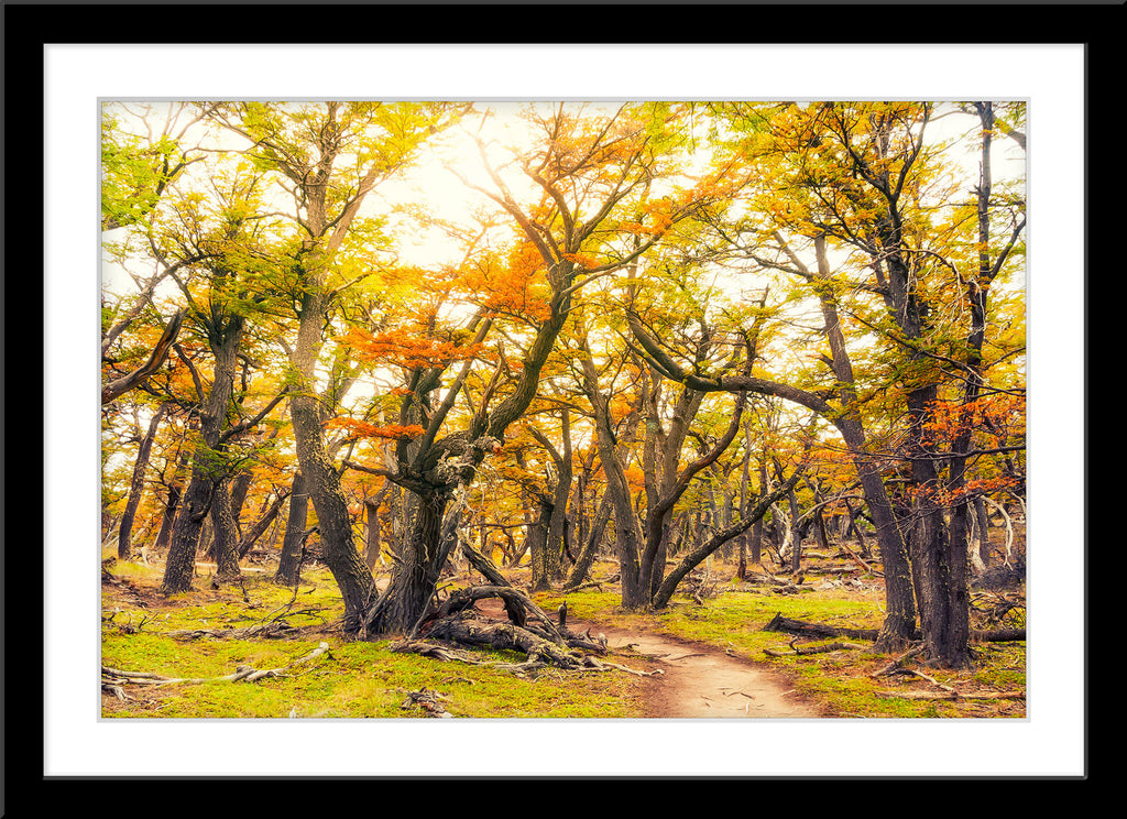 Landschafts Natur Fotografie von einem Weg durch Bäume mit gelben Blättern in Patagonien.  Fotokunst und Bilder online kaufen. Wandbild im Rahmen