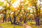 Landschafts Natur Fotografie von einem Weg durch Bäume mit gelben Blättern in Patagonien.  Fotokunst und Bilder online kaufen. Wandbild hinter Acrylglas oder als Poster