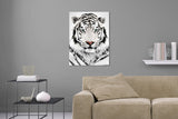 Aufgehängte Tier Fotografie von einem weißen Tiger vor weißem Hintergrund. Fotokunst und Bilder online kaufen. Wandbild hinter Acrylglas oder als Poster
