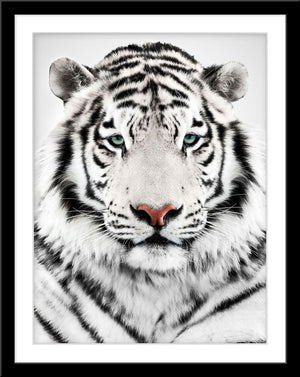 Tier Fotografie von einem weißen Tiger vor weißem Hintergrund. Fotokunst und Bilder online kaufen. Wandbild im Rahmen