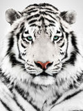 Tier Fotografie von einem weißen Tiger vor weißem Hintergrund. Fotokunst und Bilder online kaufen. Wandbild hinter Acrylglas oder als Poster