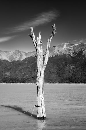 Schwarz-Weiß Natur Fotografie von einem abgestorbenen Baum im See. Fotokunst und Bilder online kaufen. Wandbild hinter Acrylglas oder als Poster