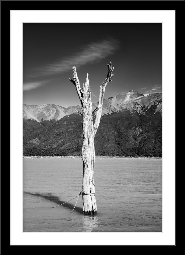 Schwarz-Weiß Natur Fotografie von einem abgestorbenen Baum im See. Fotokunst und Bilder online kaufen. Wandbild im Rahmen